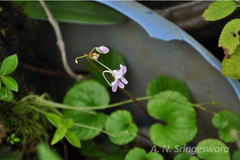 Impatiens pseudo-acaulis